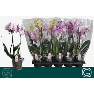 PHAL MF GEM 4 KL