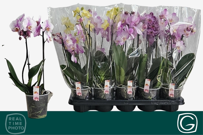 <h4>PHAL MF GEM 4 KL</h4>