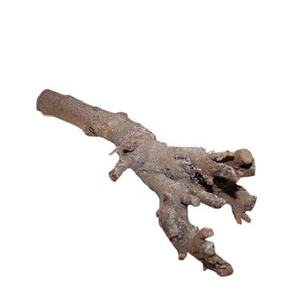 Dried articles Kuwa root 40cm