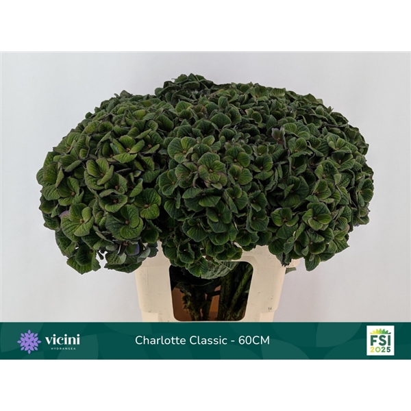 <h4>Hydr Charlotte Classic 60 cm Vicini</h4>