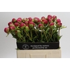 Paeonia Command Performance