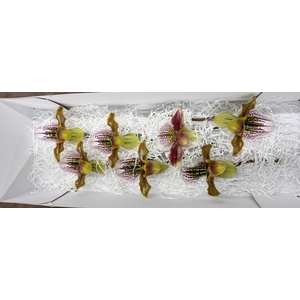 PAPHIO AMERIKAANSE HYBRIDE X7