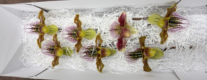 <h4>PAPHIO AMERIKAANSE HYBRIDE X7</h4>