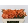 Kaaps Groen Lanug. Orange