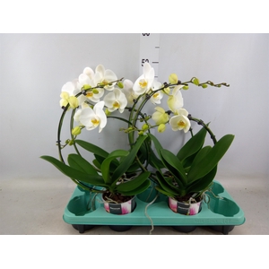 Phalaenopsis   ...white