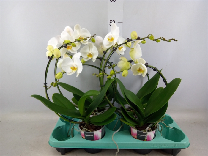 <h4>Phalaenopsis   ...white</h4>