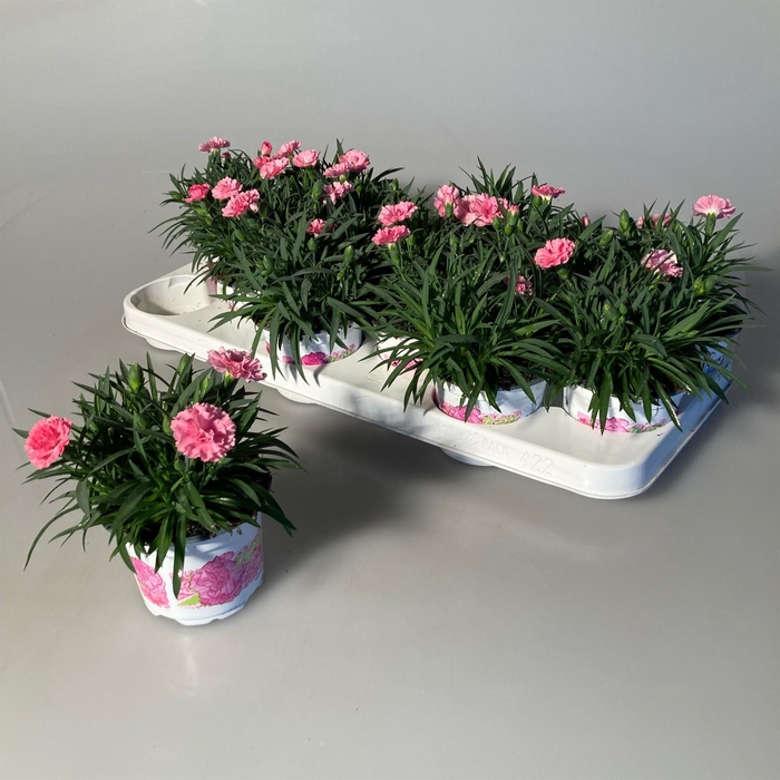 <h4>Dianthus  'I Love U'</h4>