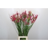 Nerine Pearl of Cherry
