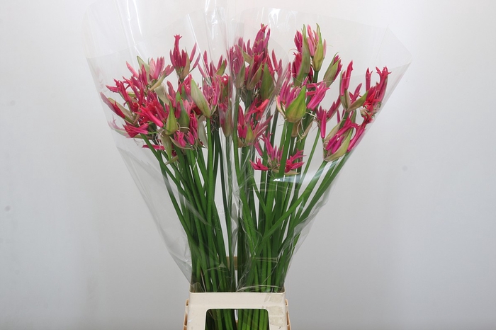Nerine Pearl of Cherry