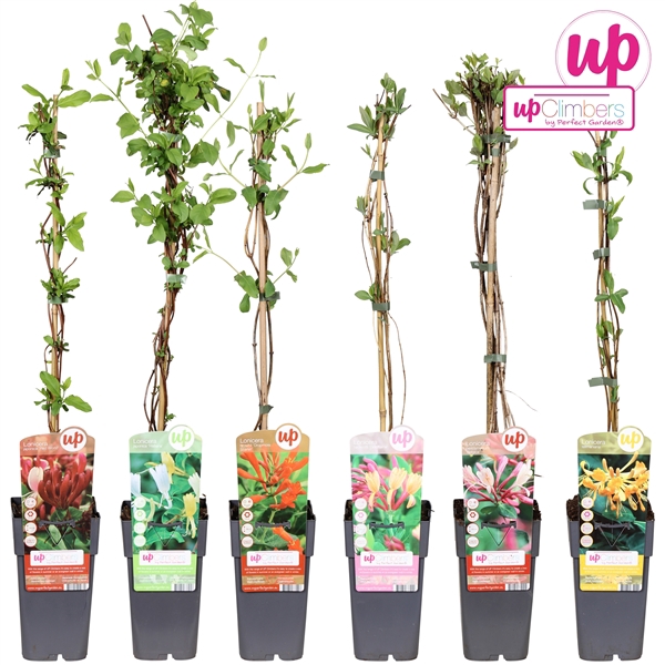 <h4>Lonicera mix tray P15</h4>