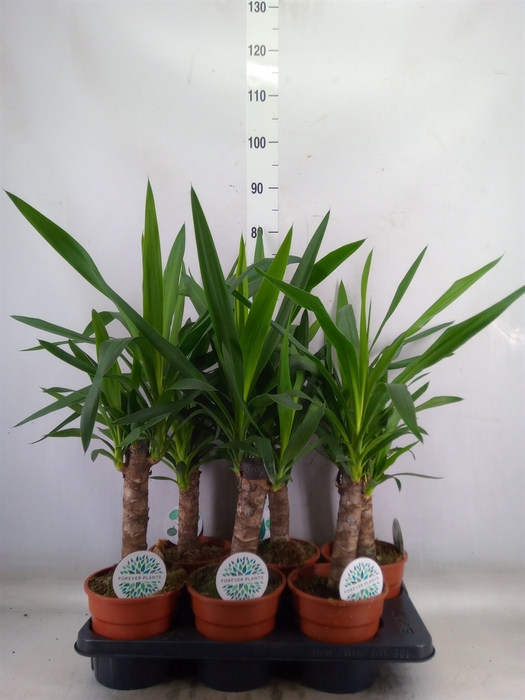 <h4>Yucca</h4>