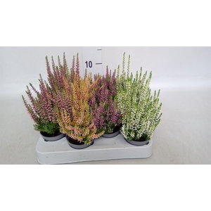 Calluna vulg. 'Beauty L'  ..mix
