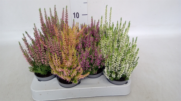 <h4>Calluna vulg. 'Beauty L'  ..mix</h4>