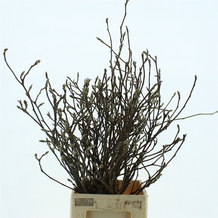 <h4>Magnolia Grandiflora 160cm</h4>