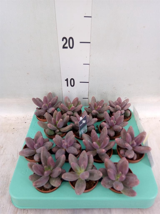 <h4>Cactus   ...</h4>