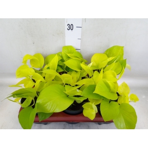 Epipremnum pinn. 'Golden Pothos'