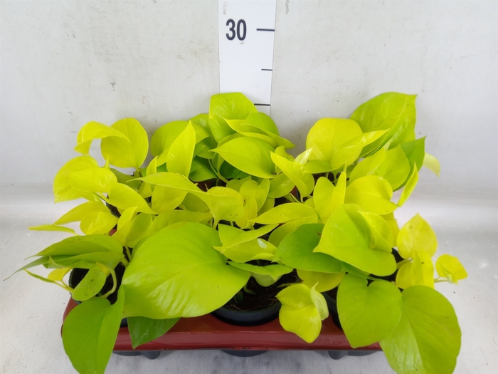 <h4>Epipremnum pinn. 'Golden Pothos'</h4>