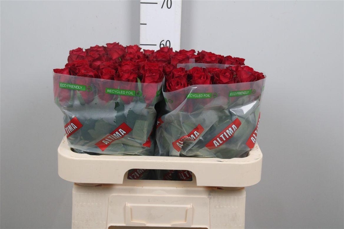 <h4>R Gr Madam Red</h4>