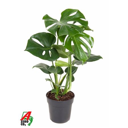 <h4>Monstera Deliciosa Struik</h4>