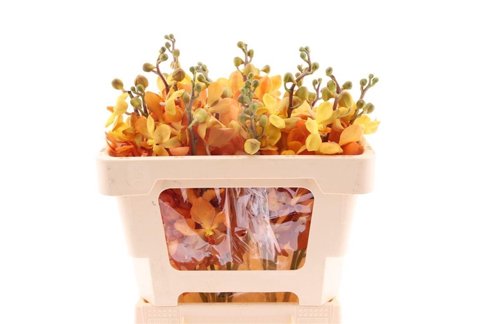 <h4>Mok Golden Nugget</h4>