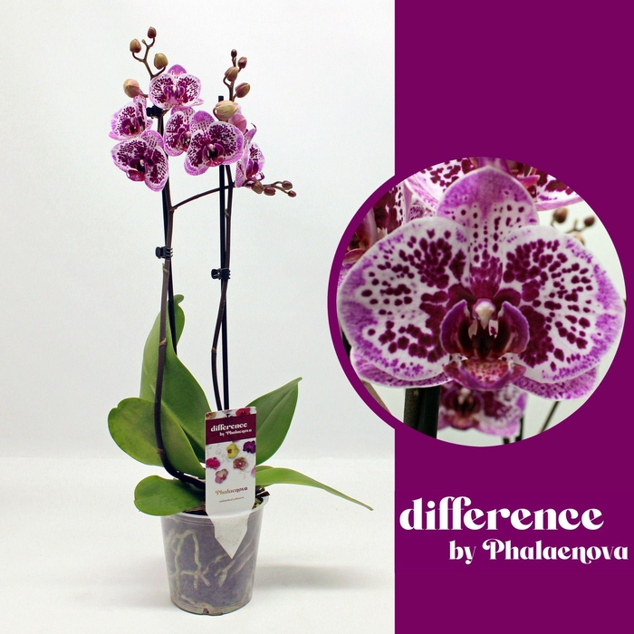 <h4>PHAL OV ROZE</h4>