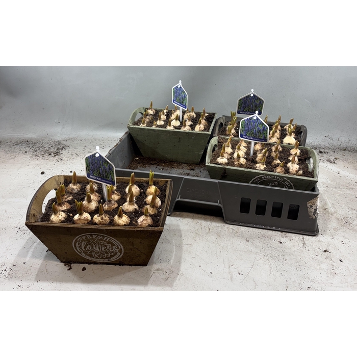 <h4>ARR MUSCARI</h4>