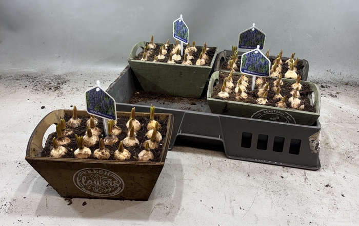 <h4>ARR MUSCARI</h4>