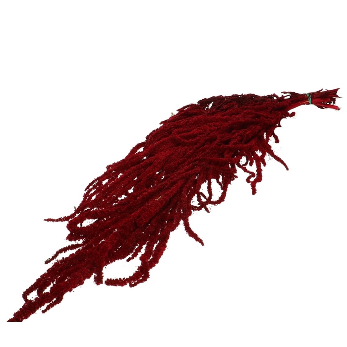 <h4>Droogbloem Amaranthus hang 60cm x5</h4>