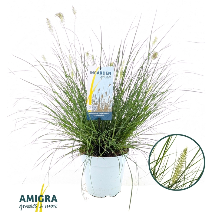 <h4>Pennisetum alop. 'Little Hameln'</h4>