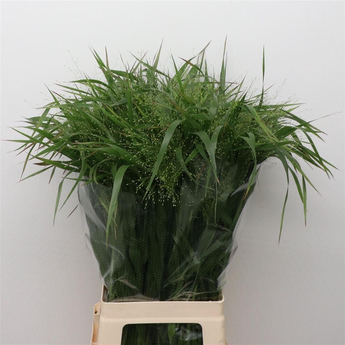 <h4>Panicum Fountain</h4>