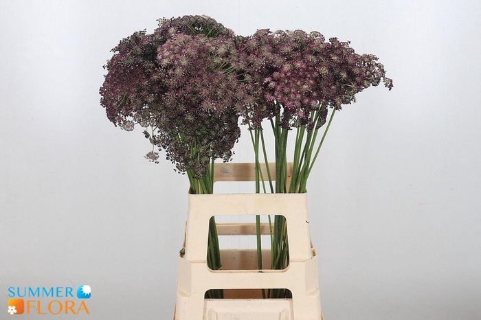 <h4>Daucus Carota Dara</h4>