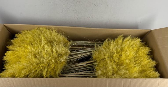 <h4>Df Pampas 115cm Yellow</h4>