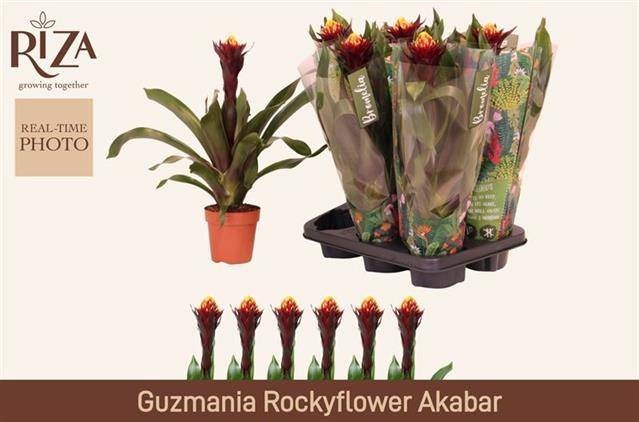 <h4>GUZM AKABAR</h4>