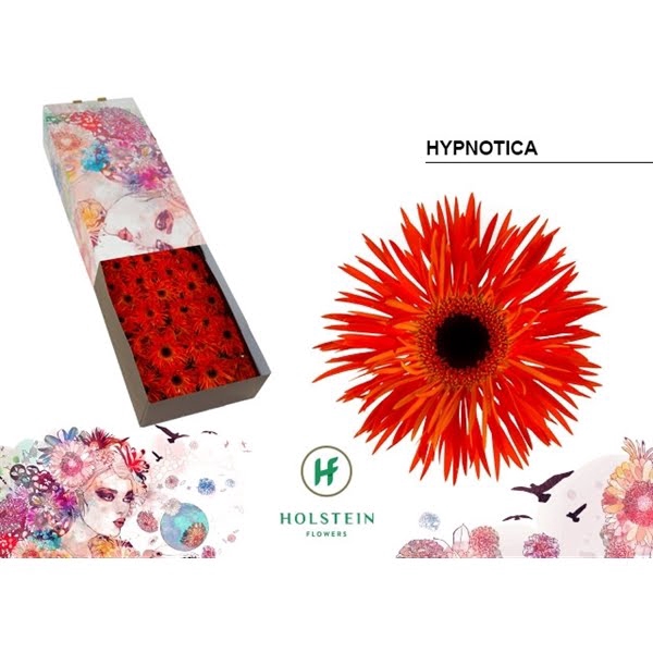 <h4>Ge Gr Spider Hypnotica Box</h4>