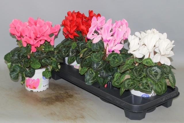 <h4>CYCL GR SUP XL</h4>