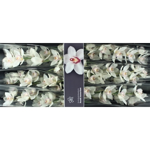Cymbidium White Crystal