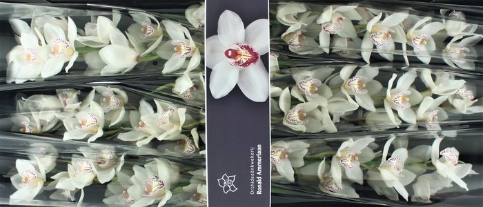 <h4>Cymbidium White Crystal</h4>