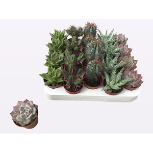 CACTUS + SUCCU GEM