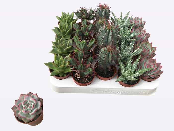 <h4>CACTUS + SUCCU GEM</h4>