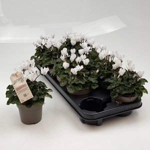 CYCL MD GARDEN
