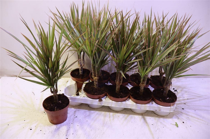 <h4>Dra Marg Bicolor</h4>