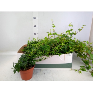 Hedera helix 'Wilco'