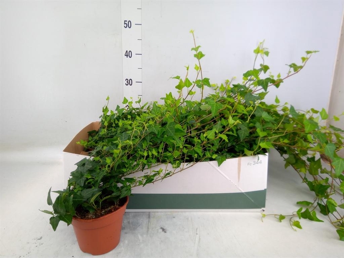 <h4>Hedera helix 'Wilco'</h4>