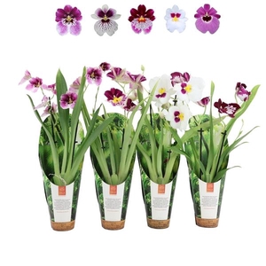 Inca Miltoniopsis mix 2 spike 9cm luxury jungle cover