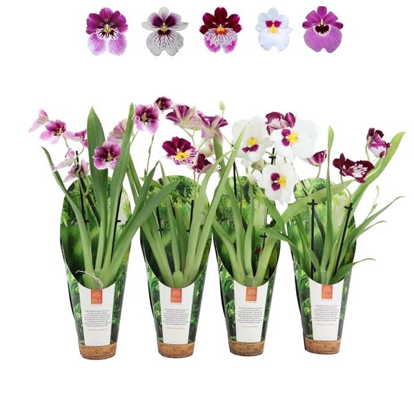 <h4>Inca Miltoniopsis mix 2 spike 9cm luxury jungle cover</h4>