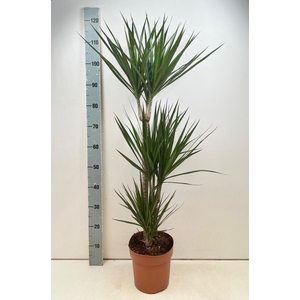 DRA MARGINATA