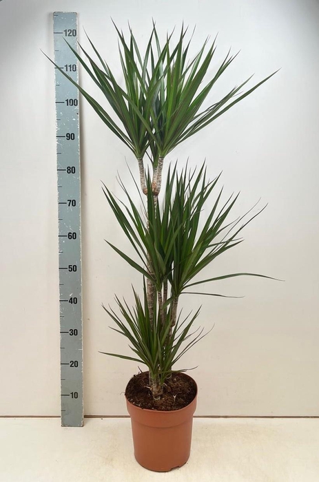 <h4>DRA MARGINATA</h4>