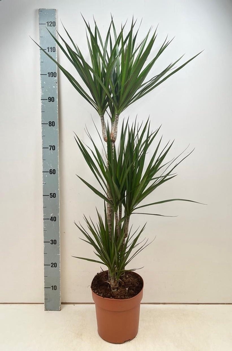 <h4>DRA MARGINATA</h4>