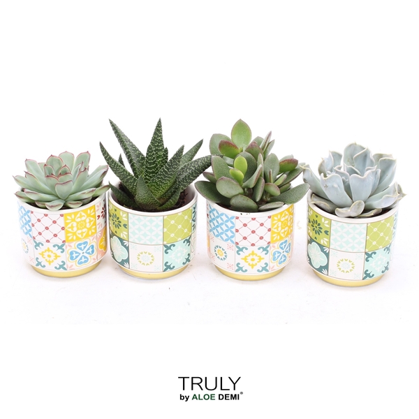 <h4>TRULY Succulent, Retro happy</h4>