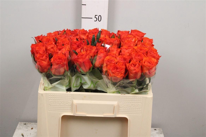 <h4>R Gr Orange Wave</h4>